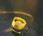 Bullhead lily on Aspen Lake, August 2019.