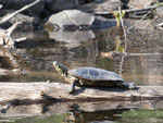 Turtle on Aspen Lake, August 2019