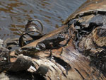 Two frogs on a log, Poplar Lake, August 2019