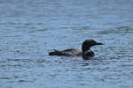 Loon on Poplar Lake, August 2019