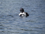 Loon Foot!