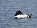 Loon Foot!