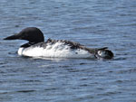 Loon on Poplar Lake, August 2019