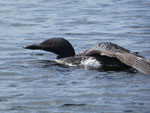 Loon on Poplar Lake, August 2019