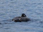 Preening loon on Poplar Lake