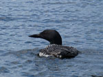 Loon on Poplar Lake, August 2019