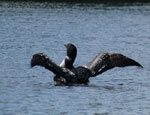 Loon on Poplar Lake, August 2019
