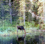 The moose that came to breakfast.  Weird Lake, 22-day BWCA trip, 1992.