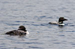 Cirrus Loons