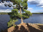 Veron Lake Tree after MagicPaddler fell into lake