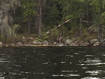 Thar be a moose in thar somewhar