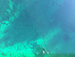 Lake trout in Banana Lake, WCPP.  Kidding of course.  These are trout in 30? of water in the UP.  Crazy clear!