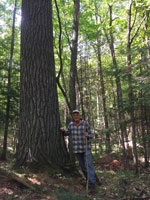White pine.  Allequash Lake and Pines State Natural Area, Vilas Co. WI