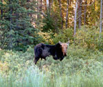 Moose on Weird Lake.  22-day BWCA trip, 1992
