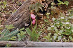 Pink moccasin-flowers on portage to Swallow Lake, 22-day BWCA trip, 1992.