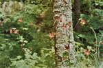 Columbine blooming on Gordon Lake, June 1992