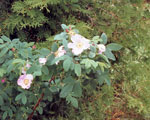 Roses on Frost Lake, 22-day trip in 1992.