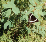 White Admiral butterfly, 1992.