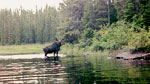 Bull moose on Weird Lake, 1992.