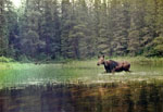 Moose on Weird Lake, 1992.