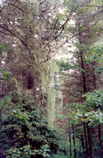 Moss on trees, Cliff Lake, early July 1992.