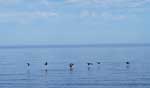 Geese over Lake Superior , June 2022