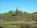 Along the trail to Magnetic Rock, June 2022