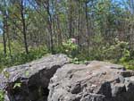 Along the trail to Magnetic Rock, June 2022