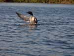 Loon on Poplar Lake, June 2022