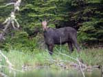 Moose in small pond along the Gunflint Trail, June 2022