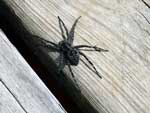 Spider on the dock, cabin at Rockwood Lodge, June 2022