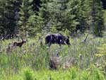 Moose and calf along Gunflint Trail, June 2022