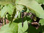Dragonfly, on the trail to Magnetic Rock, June 2022