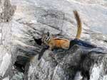 Little critter at Magnetic Rock, June 2022