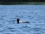 Loon on Poplar Lake, June 2022