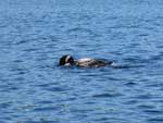Loon on Poplar Lake, June 2022