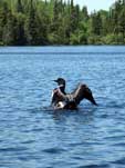 Loon on Poplar Lake, June 2022