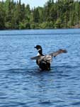Loon on Poplar Lake, June 2022
