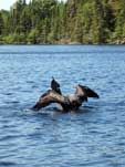Loon on Poplar Lake, June 2022