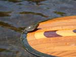 Baby turtle on Poplar Lake, June 2022