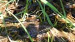 Frog on Poplar Lake, June 2022
