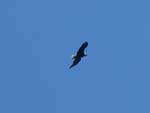 Eagle over Poplar Lake, June 2022