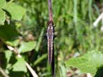 Dragonfly on trail to High Falls, Grand Portage State Park, June 2022