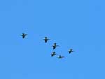 Squadron of white pelicans over the Middle Falls Trail (solo hike), Grand Portage State Park, June 2022