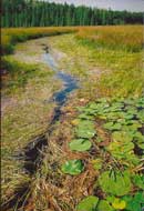 Lonely Creek, August 2006
