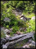 Portage trial