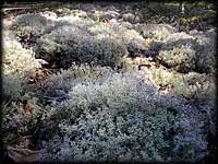 Reindeer Lichen 