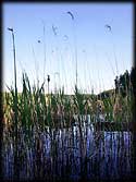 Rushes