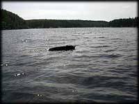 Black bear swimming