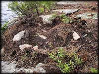 Bear diggings